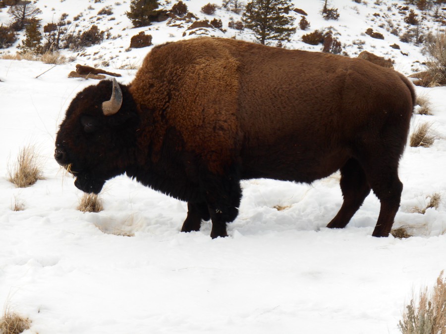 The Magnificent Buffalo